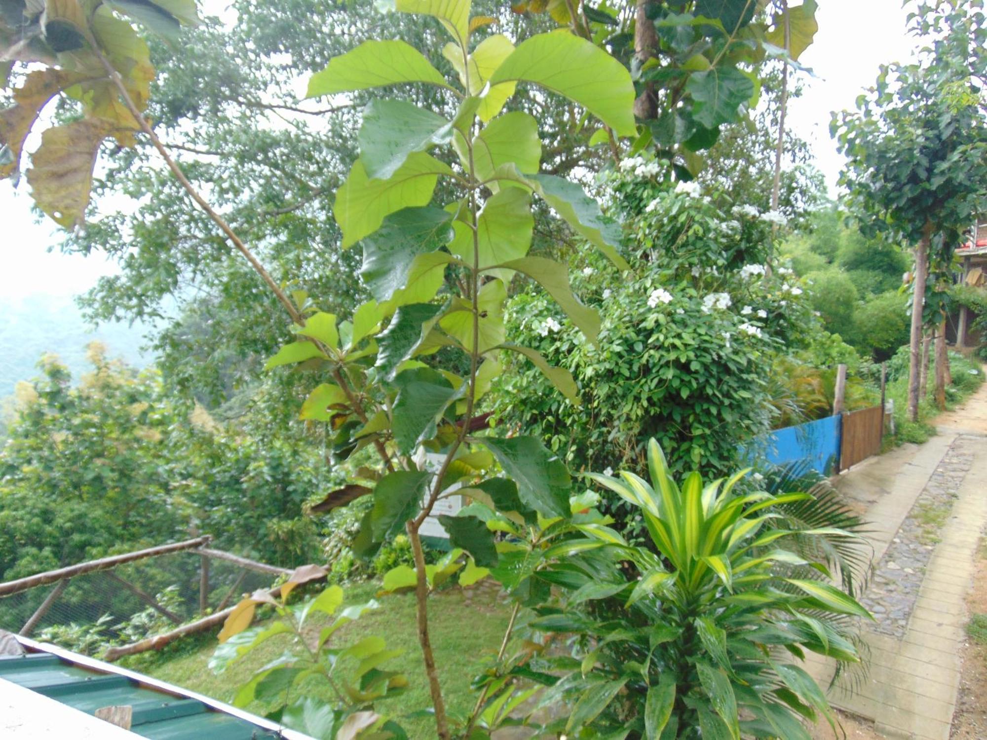 Dunarinka * Minca